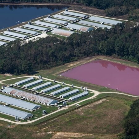 Factory Farming: the What, Why, and How of Its Impact on the Environment